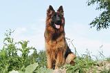 BERGER ALLEMAND 015